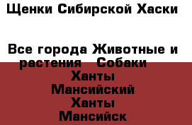 Щенки Сибирской Хаски - Все города Животные и растения » Собаки   . Ханты-Мансийский,Ханты-Мансийск г.